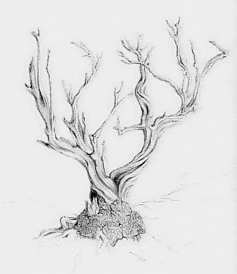 347x401 Twisted Juniper - Juniper Tree Drawing