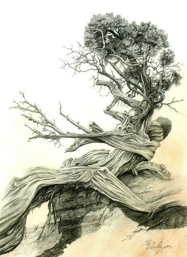 365x500 Juniper Tree Drawing - Juniper Tree Drawing