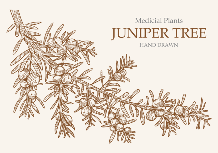 700x490 Free Hand Drawn Juniper Tree Vectors - Juniper Tree Drawing