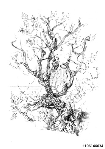 353x500 Hand Drawn View Old Tree, View Old Tree, Juniper Pencil Drawing - Juniper Tree Drawing
