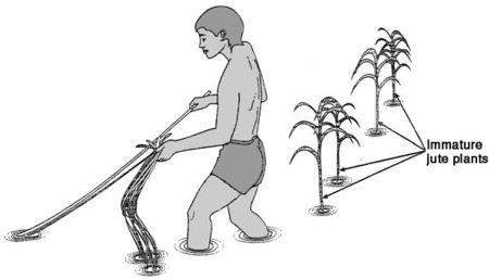 450x258 jute - Jute Drawing