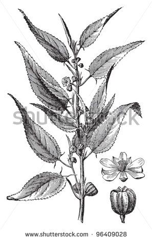 297x470 jute drawing - Jute Drawing