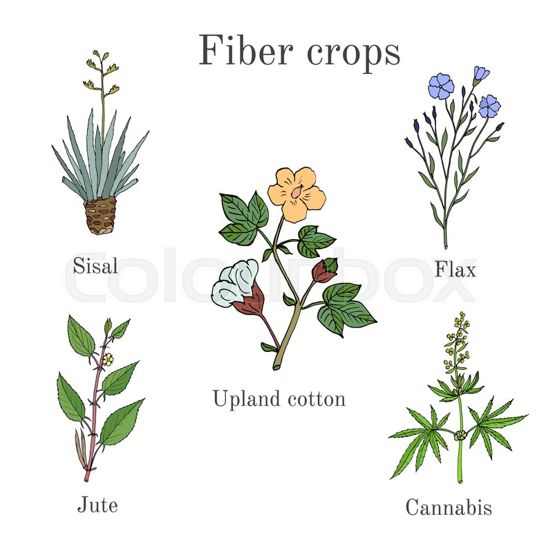 800x800 fiber crops - Jute Drawing