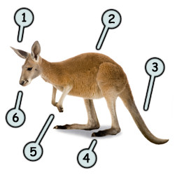 250x250 How To Draw A Cartoon Kangaroo - Kangaroo Cartoon Drawing