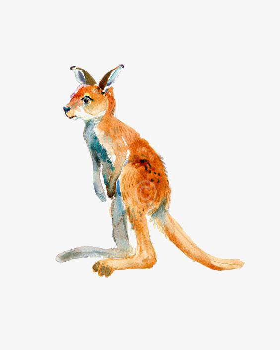 564x705 drawing kangaroo, kangaroo clipart, hand painted kangaroo, cartoon - Kangaroo Cartoon Drawing