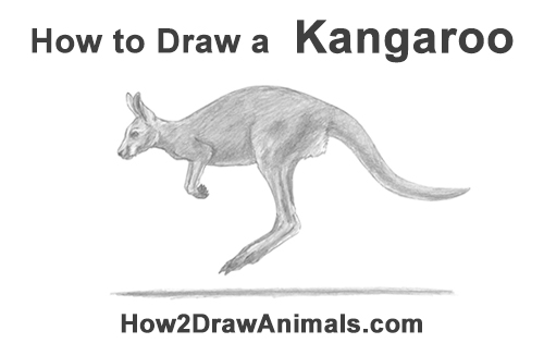 500x315 How To Draw A Kangaroo - Kangaroo Drawing
