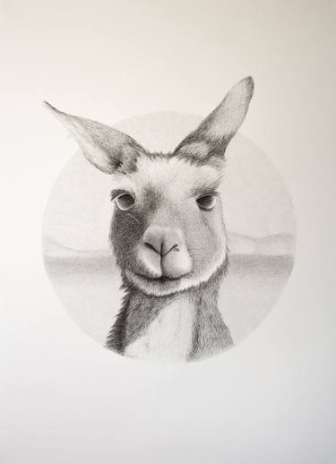 375x518 Kangaroo Drawing - Kangaroo Drawing