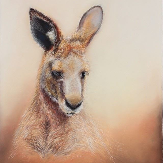  Kangaroo Drawing at PaintingValley.com Explore collection of Kangaroo 
