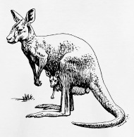 190x195 Kangaroo Drawing Kids' Premium T Shirt Spreadshirt - Kangaroo Drawing