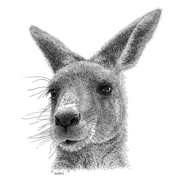 640x640 Kangaroo In Ink Drawings Ink Pen Drawings, Realistic - Kangaroo Drawing