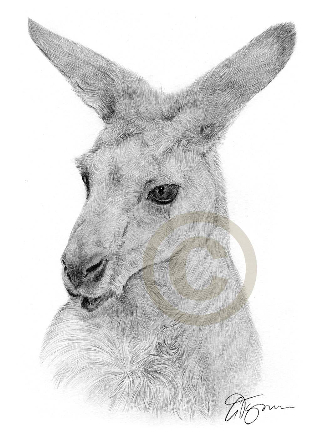1000x1414 Australian Kangaroo Artwork Print Pencil Drawing Sizes Signed - Kangaroo Drawing