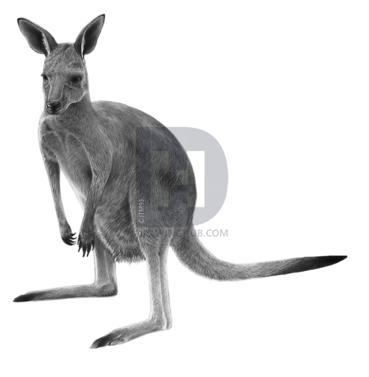 752x769 How To Draw A Realistic Kangaroo, Step - Kangaroo Drawing