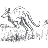 200x200 How To Draw A Kangaroo In Four Easy Hops - Kangaroo Drawing Easy