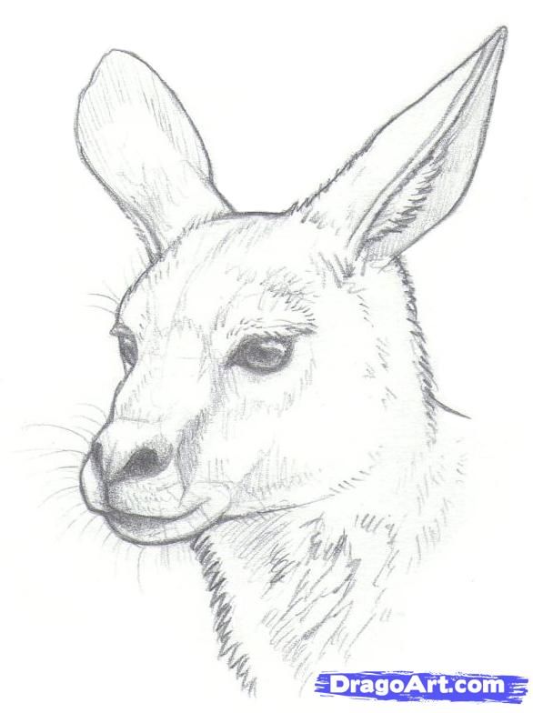 586x784 Kangaroo Drawing Outline How To Draw Kangaroos Step Projects - Kangaroo Drawing Easy