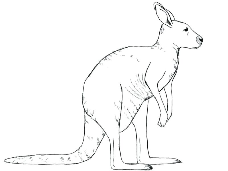 800x600 Coloring Pages Halloween Bats For Girls Adults Free Kangaroo - Kangaroo Drawing Easy