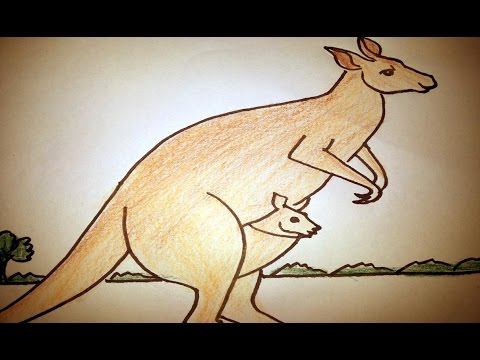 480x360 How To Draw A Kangaroo For Kids - Kangaroo Drawing For Kids