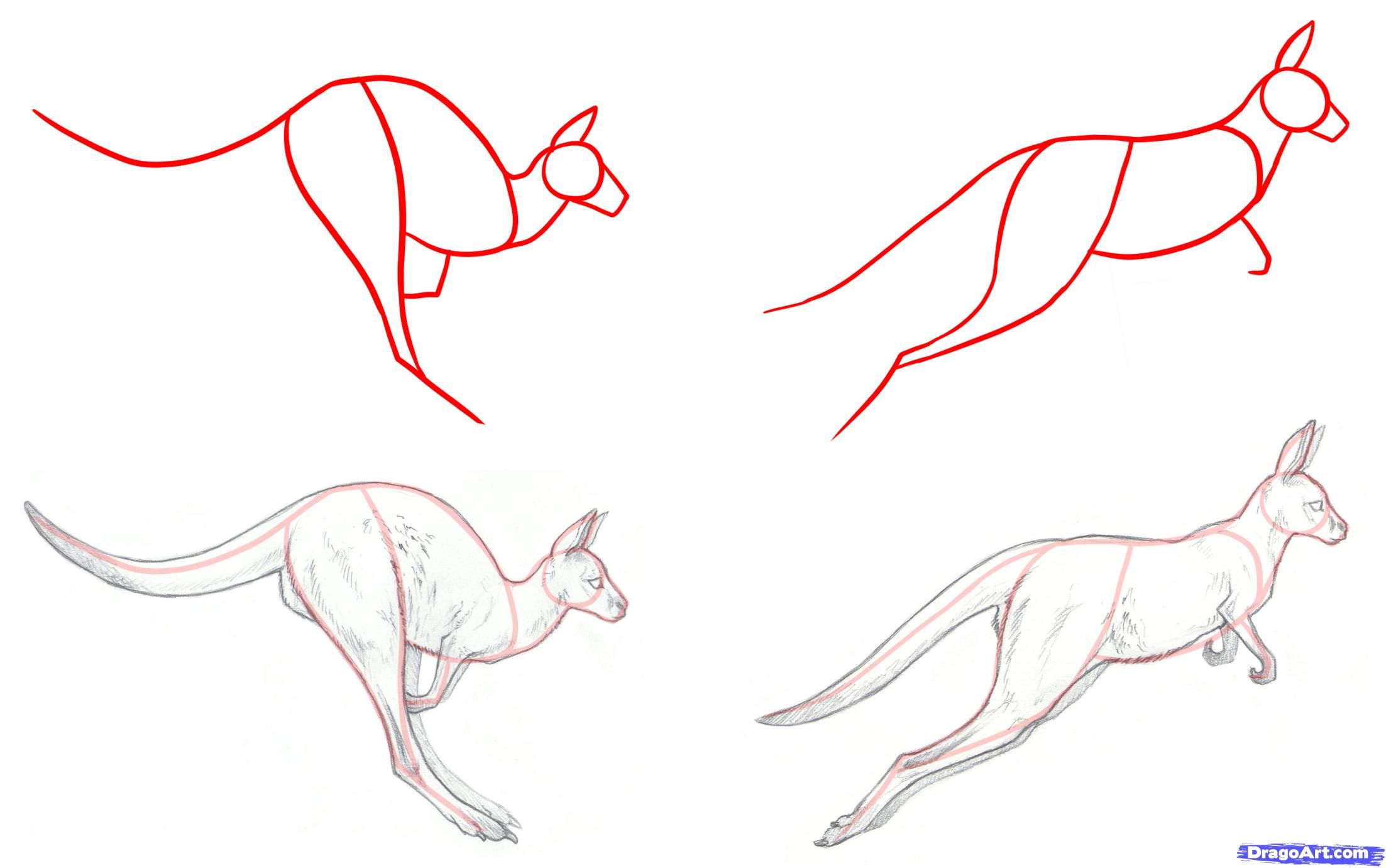 2205x1381 How To Draw A Kangaroo Step - Kangaroo Drawing For Kids