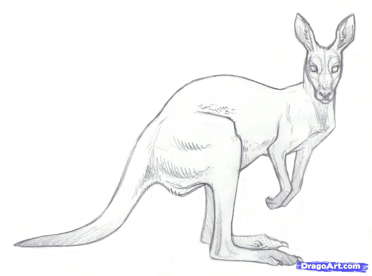 1207x895 how to draw a kangaroo with kangaroo drawing step step - Kangaroo Drawing For Kids