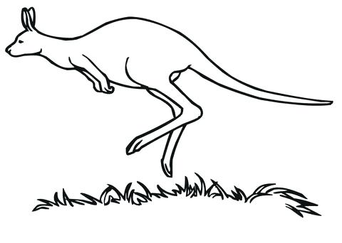 480x342 Kangaroo Coloring - Kangaroo Drawing For Kids