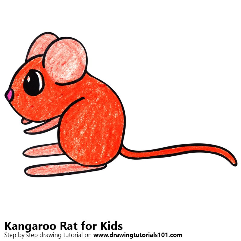800x800 Learn How To Draw A Kangaroo Rat For Kids - Kangaroo Drawing For Kids