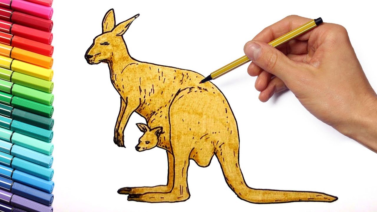 1280x720 Drawing And Kangaroo Wild Animals From Australia Learning Colors - Kangaroo Drawing For Kids