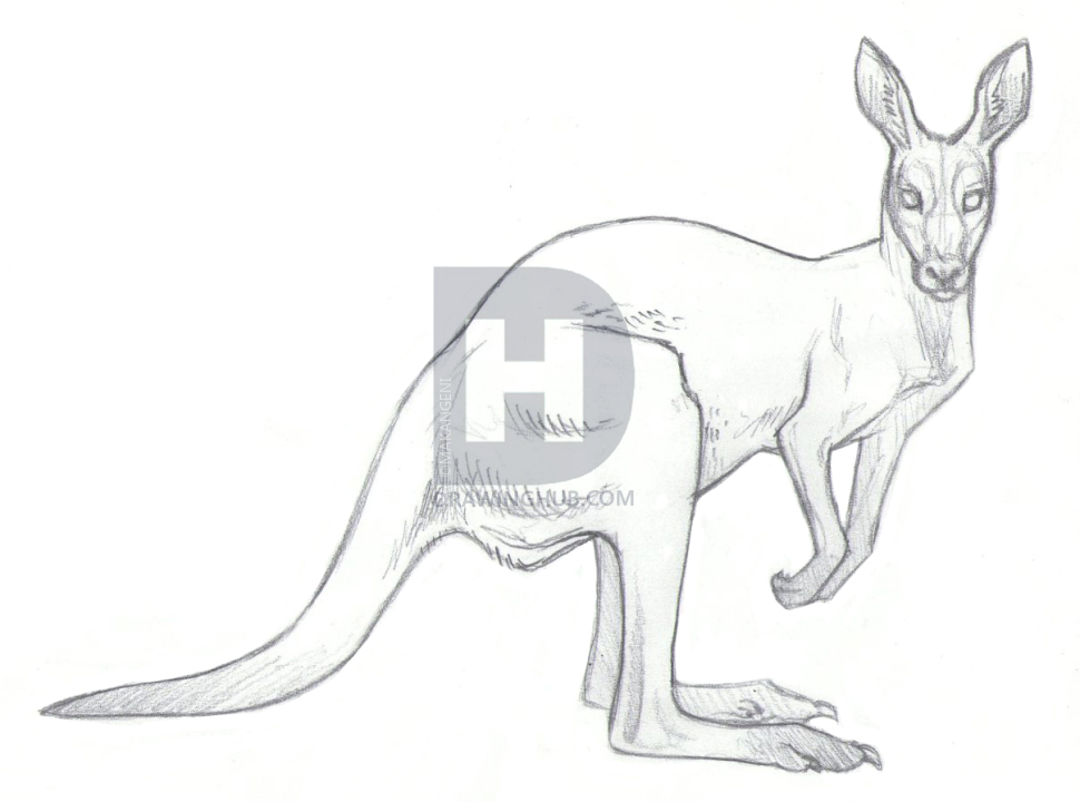 970x720 How To Draw Kangaroos, Step - Kangaroo Outline Drawing
