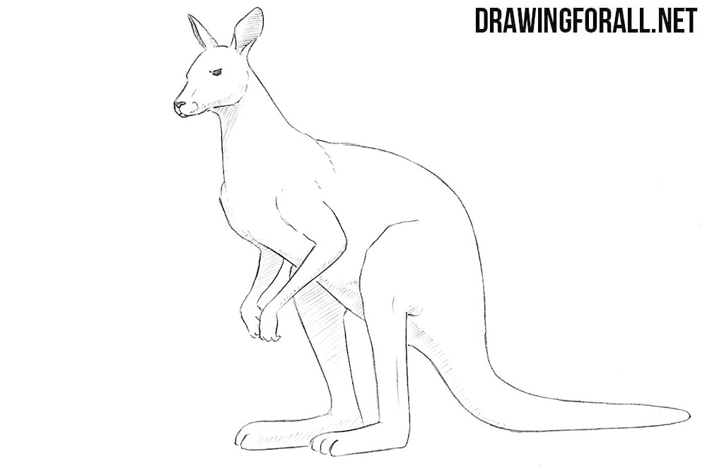 Kangaroo Outline Drawing At Explore Collection Of