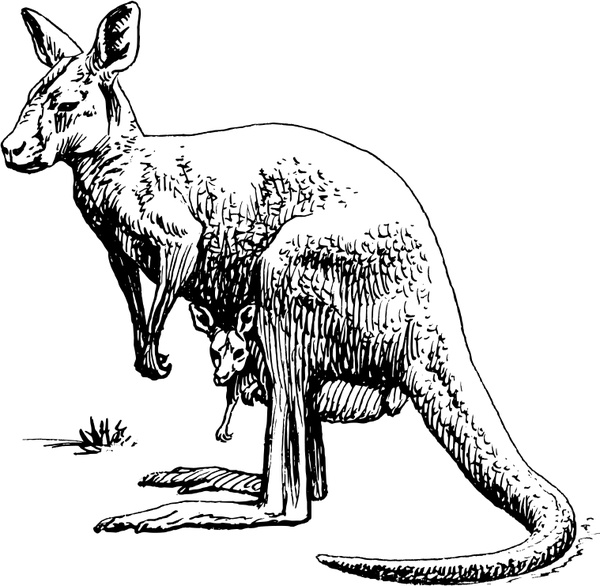 600x586 Kangaroo Free Vector In Open Office Drawing - Kangaroo Outline Drawing