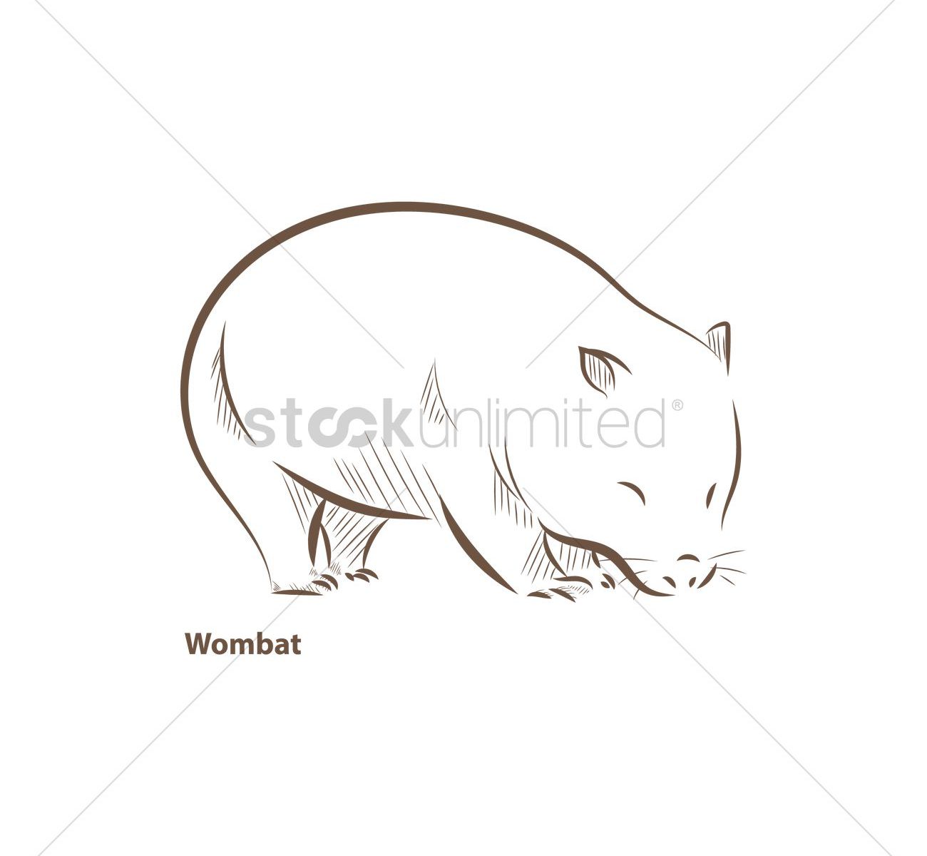 1300x1200 Wombat Outline Picture Drawing Cartoon Images Huge Freebie - Kangaroo Outline Drawing