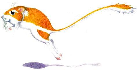 473x241 Endangered Species Save Our Species Information - Kangaroo Rat Drawing