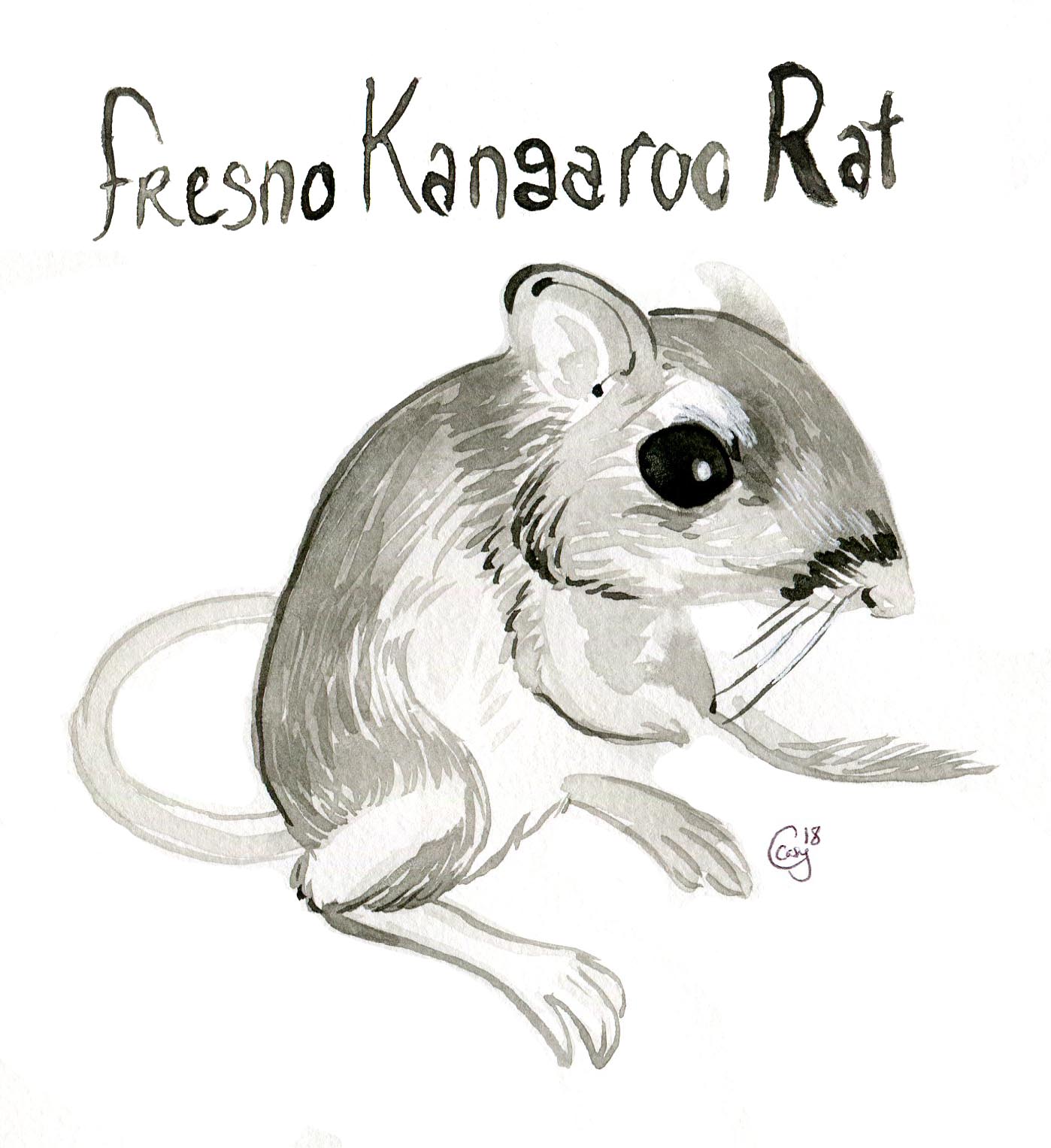 1398x1527 Fresno Kangaroo Rat Illustration And Musings - Kangaroo Rat Drawing