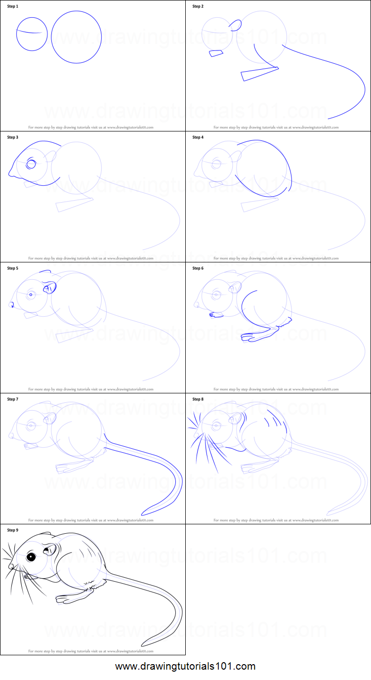 751x1376 How To Draw A Kangaroo Rat Printable Step - Kangaroo Rat Drawing