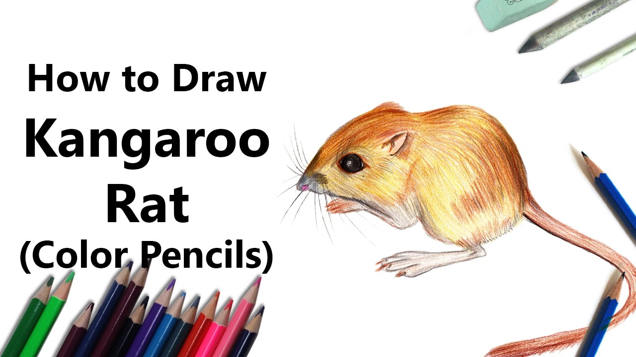 1280x720 How To Draw A Kangaroo Rat With Color Pencils - Kangaroo Rat Drawing