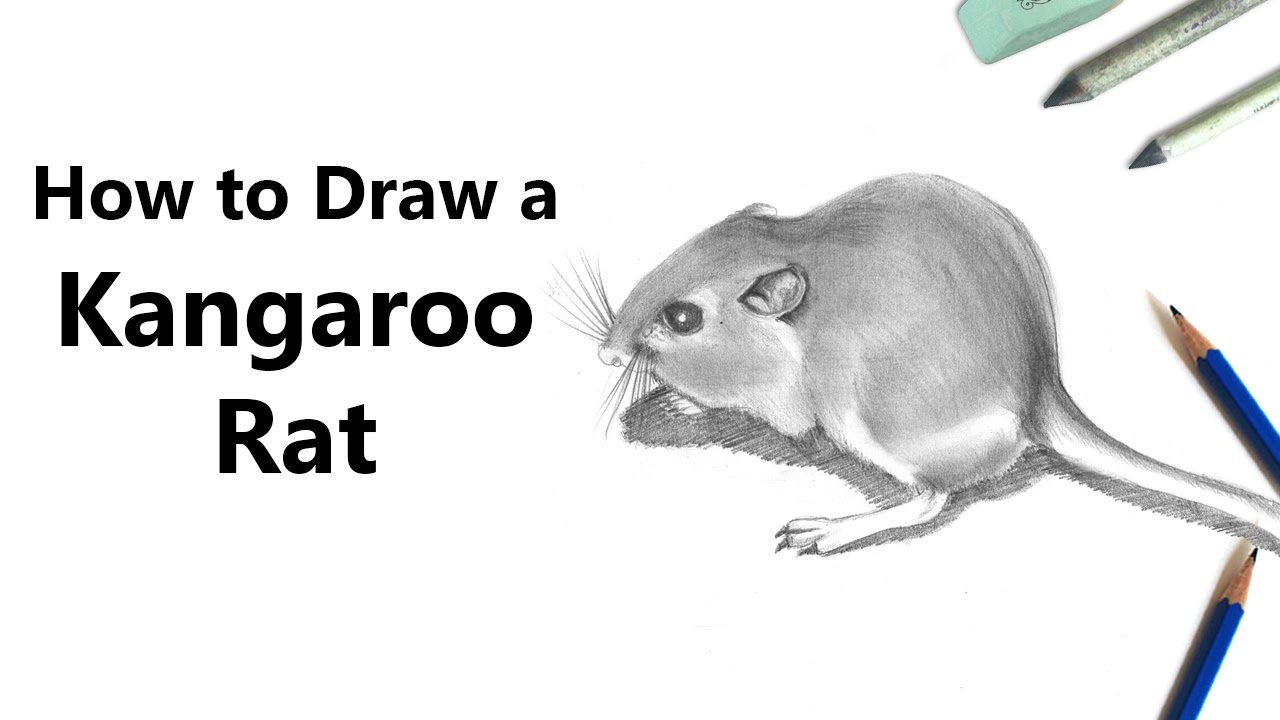 1280x720 How To Draw A Kangaroo Rat With Pencils - Kangaroo Rat Drawing