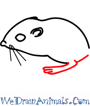 300x350 How To Draw A Kangaroo Rat - Kangaroo Rat Drawing