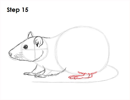 500x386 How To Draw A Rat - Kangaroo Rat Drawing