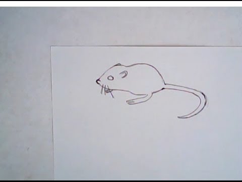 480x360 How To Draw A Kangaroo Rat - Kangaroo Rat Drawing