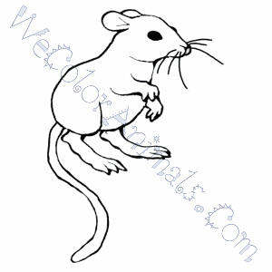 300x300 Kangaroo Rat Coloring Pages - Kangaroo Rat Drawing