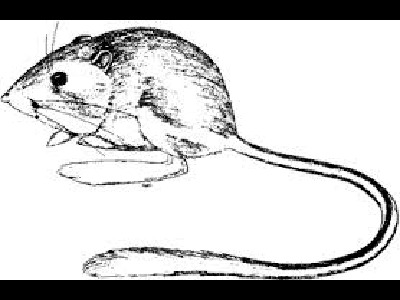 400x300 Kangaroo Rat Info - Kangaroo Rat Drawing