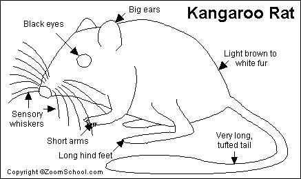 437x260 Kangaroo Rat Printout - Kangaroo Rat Drawing
