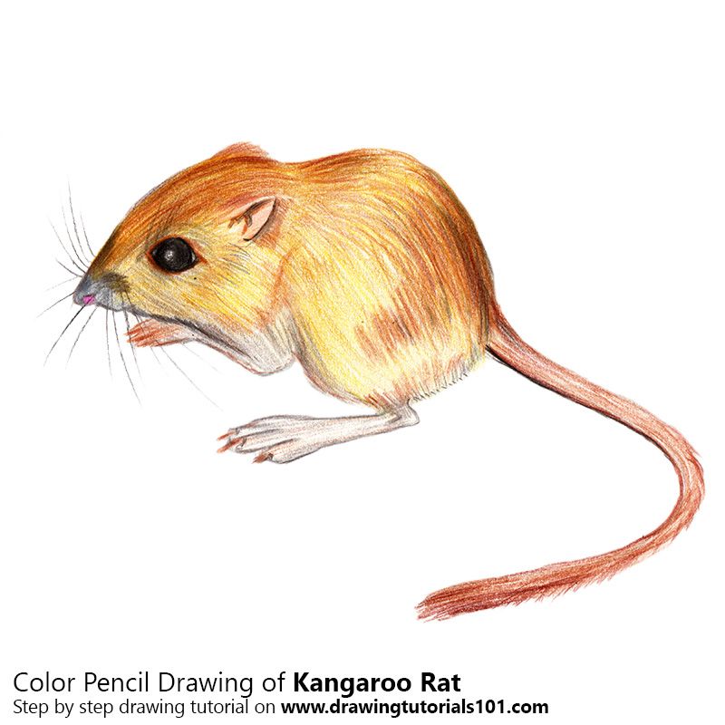 800x800 Kangaroo Rat With Color Pencils Drawing Tutorials - Kangaroo Rat Drawing