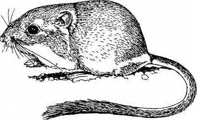 397x243 Kangaroo Rat, Dipodomys Ordi, Control And Management - Kangaroo Rat Drawing
