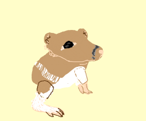 300x250 Kangaroo Rat Drawing - Kangaroo Rat Drawing