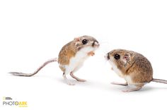 236x156 Kangaroo Rat Tattoo - Kangaroo Rat Drawing