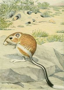 220x309 Banner Tailed Kangaroo Rat - Kangaroo Rat Drawing