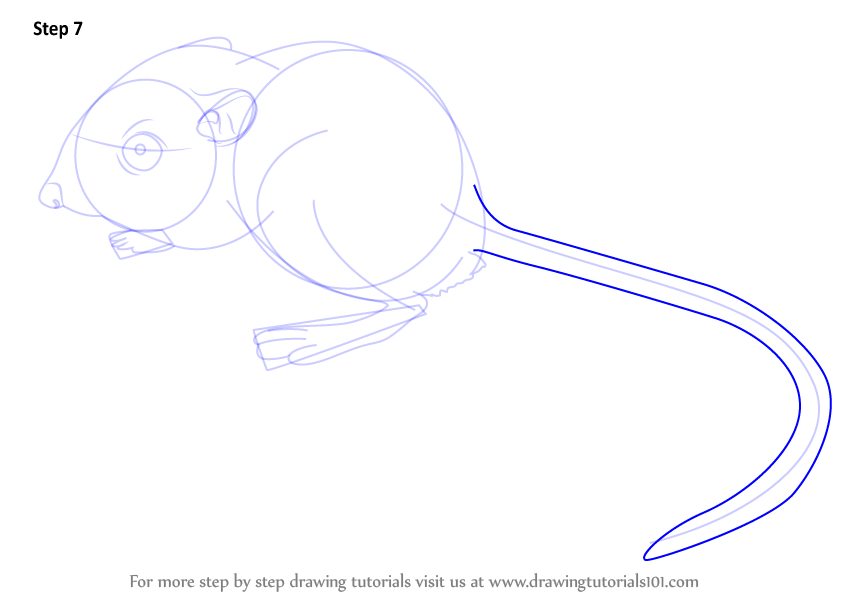 844x598 Learn How To Draw A Kangaroo Rat - Kangaroo Rat Drawing