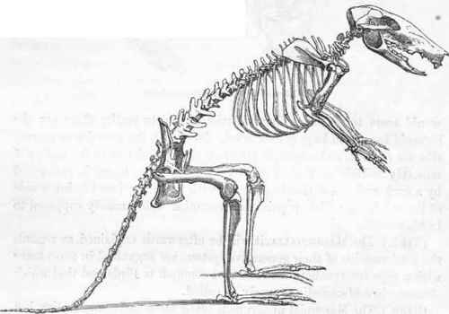 500x350 Patrick The Kangaroo Rat The Ossification Of Bones - Kangaroo Rat Drawing