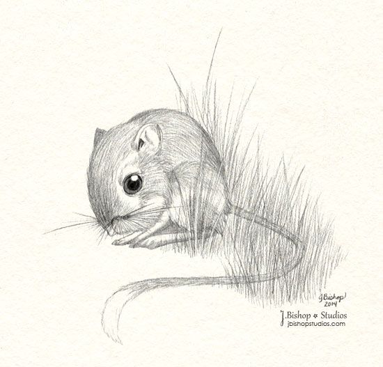 550x527 Texas Kangaroo Rat - Kangaroo Rat Drawing