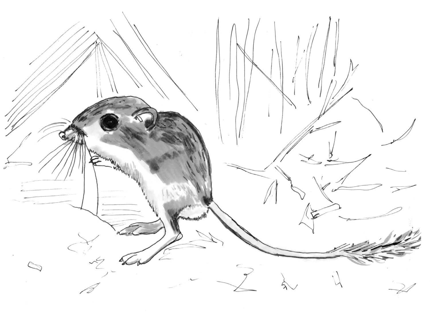 Kangaroo Rat Drawing at Explore collection of