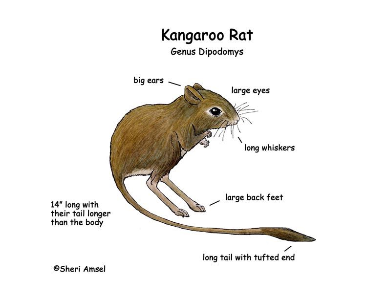 792x612 parts of a kangaroo rat desert of north america kangaroo rat - Kangaroo Rat Drawing